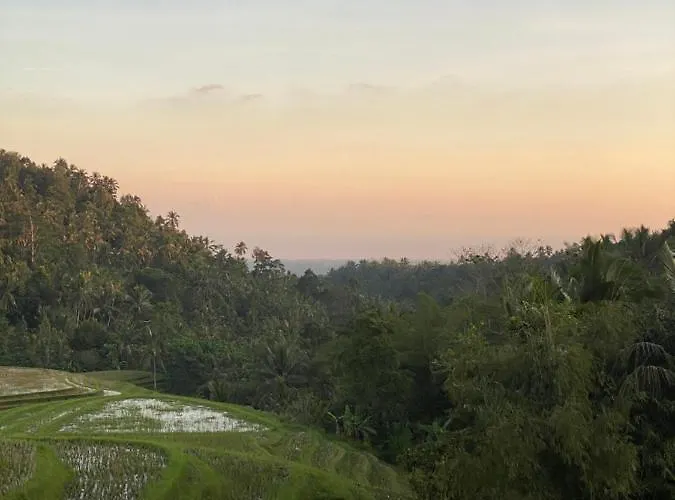Clove Tree Hill