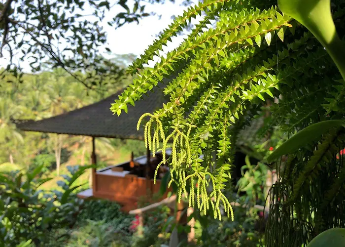 Clove Tree Hill Blimbing (Bali)
